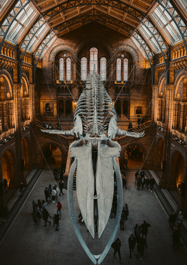 Museums and culture